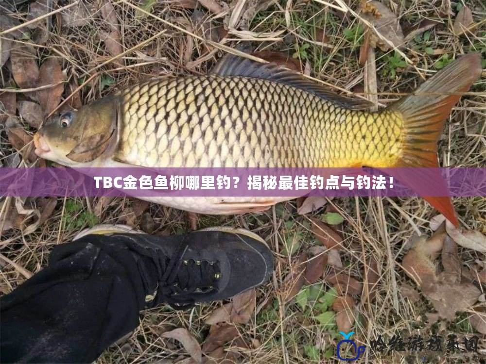 TBC金色魚柳哪里釣？揭秘最佳釣點與釣法！