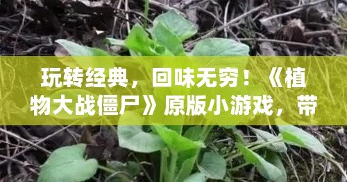 玩轉經典，回味無窮！《植物大戰僵尸》原版小游戲，帶你重溫昔日的歡樂時光